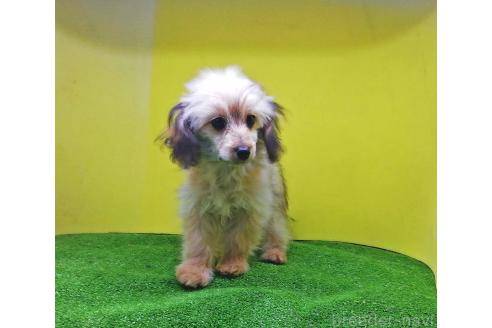 成約済の群馬県のミックス犬-354874の4枚目