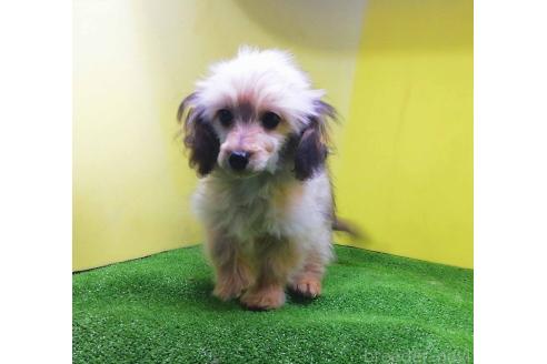 成約済の群馬県のミックス犬-354874の3枚目