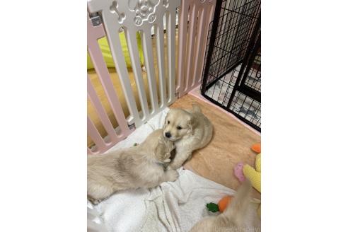 成約済の愛知県のゴールデンレトリーバー-365201の4枚目