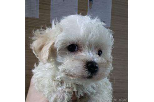 成約済の愛知県のマルプー:マルチーズ×トイプードル-367849の6枚目