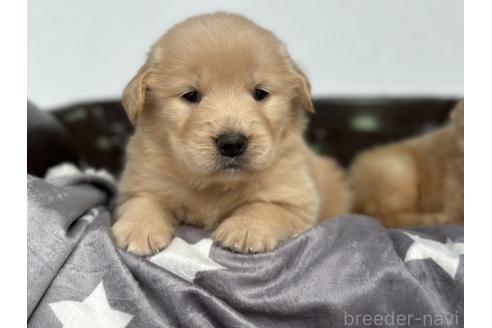 成約済の埼玉県のゴールデンレトリーバー-367852の1枚目