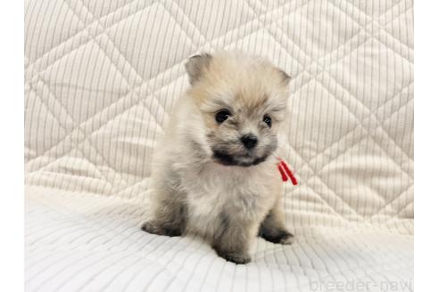 成約済の三重県のポメマル:ポメラニアン×マルチーズ-367857の5枚目