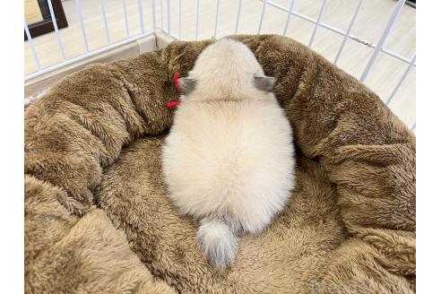 成約済の三重県のポメマル:ポメラニアン×マルチーズ-367857の3枚目