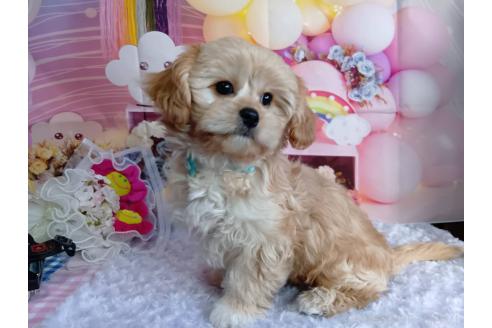 成約済の神奈川県のミックス犬-357497の23枚目
