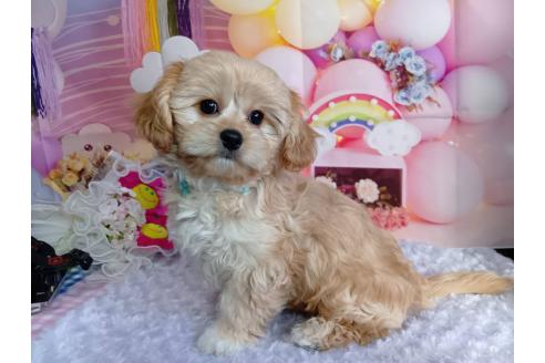 成約済の神奈川県のミックス犬-357497の22枚目