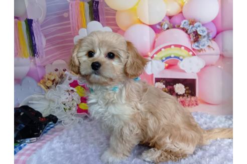 成約済の神奈川県のミックス犬-357497の21枚目