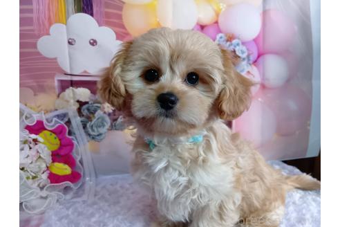 成約済の神奈川県のミックス犬-357497の19枚目