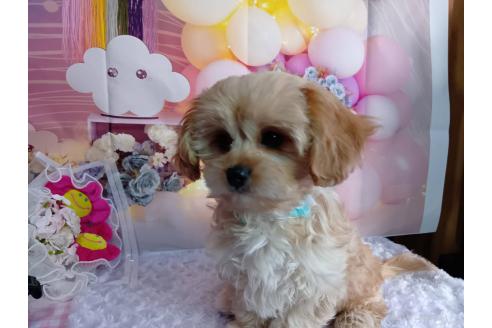 成約済の神奈川県のミックス犬-357497の18枚目