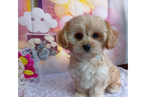 成約済の神奈川県のミックス犬-357497の17枚目
