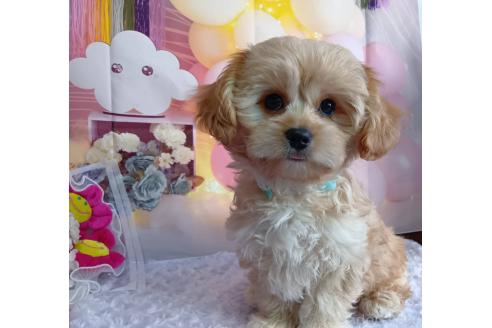 成約済の神奈川県のミックス犬-357497の16枚目