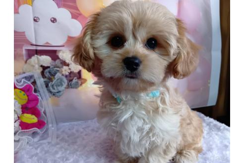 成約済の神奈川県のミックス犬-357497の15枚目