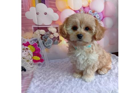 成約済の神奈川県のミックス犬-357497の14枚目