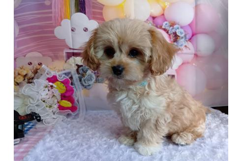 成約済の神奈川県のミックス犬-357497の13枚目