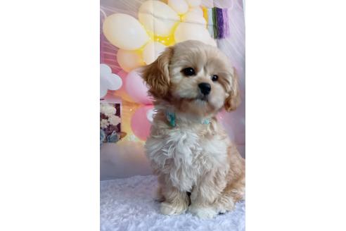 成約済の神奈川県のミックス犬-357497の12枚目