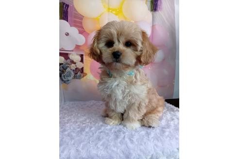 成約済の神奈川県のミックス犬-357497の10枚目