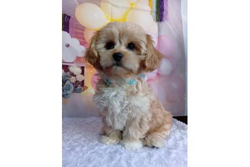 成約済の神奈川県のミックス犬-357497の9枚目