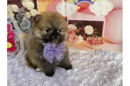 成約済の神奈川県のポメラニアン-365035の13枚目