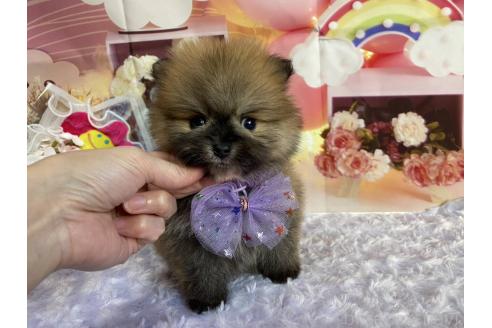 成約済の神奈川県のポメラニアン-365035の12枚目