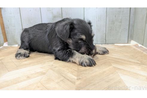 成約済の熊本県のミニチュアシュナウザー-364200の5枚目
