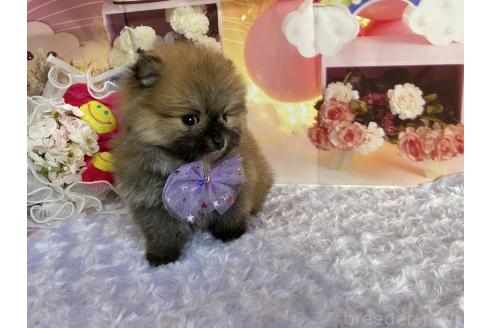 成約済の神奈川県のポメラニアン-365035の9枚目