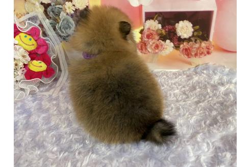 成約済の神奈川県のポメラニアン-365035の2枚目