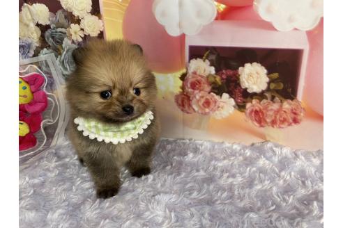 成約済の神奈川県のポメラニアン-365038の5枚目