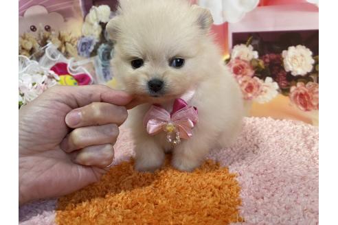 成約済の神奈川県のポメラニアン-365039の31枚目