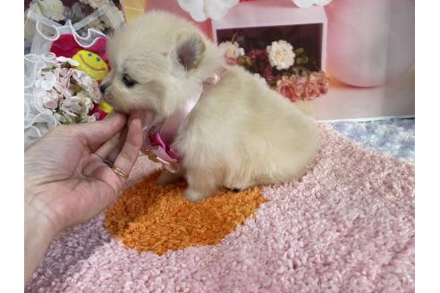 成約済の神奈川県のポメラニアン-365039の25枚目