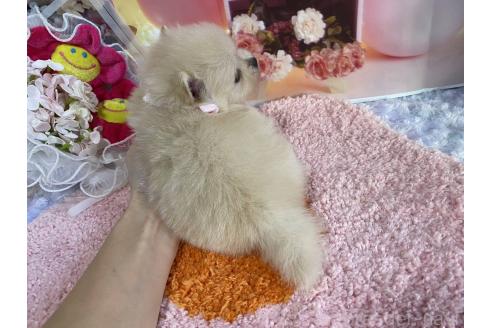 成約済の神奈川県のポメラニアン-365039の24枚目