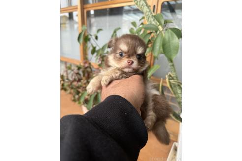 成約済の静岡県のチワワ(ロングコート)-366514の5枚目