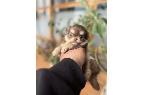 成約済の静岡県のチワワ(ロングコート)-366514の4枚目