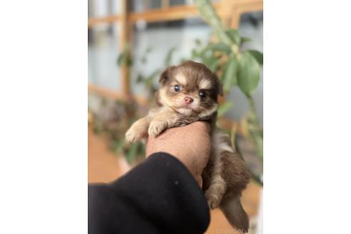 成約済の静岡県のチワワ(ロングコート)-366514の3枚目