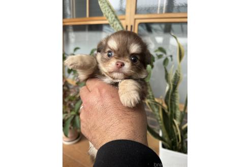 成約済の静岡県のチワワ(ロングコート)-366514の2枚目