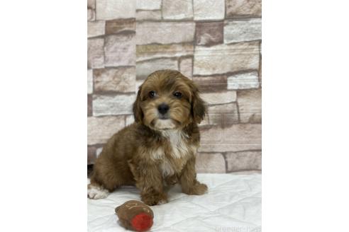 成約済の山口県のチワプー:チワワ×トイプードル-367887の7枚目