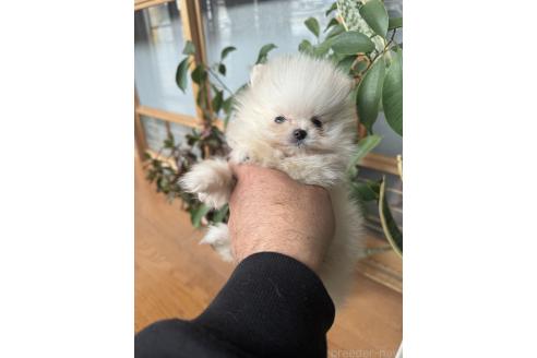 成約済の静岡県のポメラニアン-365267の5枚目