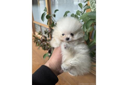 成約済の静岡県のポメラニアン-365267の4枚目