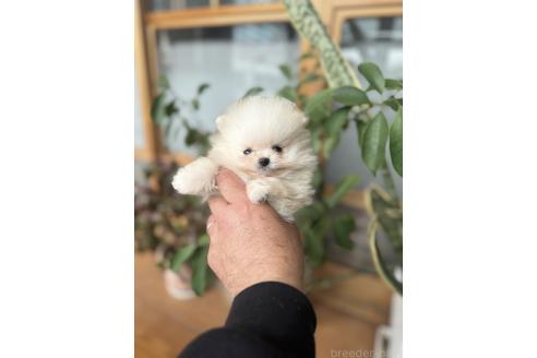 成約済の静岡県のポメラニアン-365267の3枚目