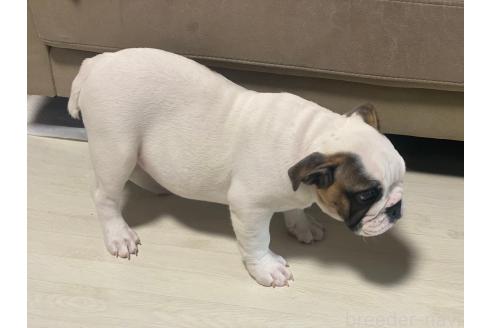 成約済の三重県のブルドッグ-360948の3枚目