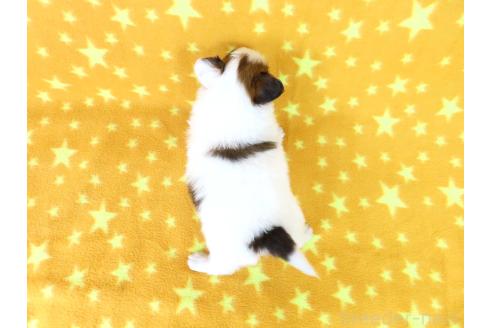 成約済の千葉県のパピヨン-367913の41枚目