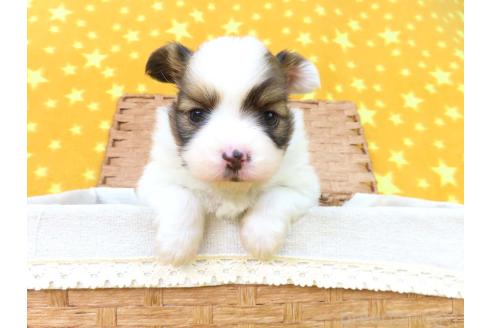 成約済の千葉県のパピヨン-367913の40枚目
