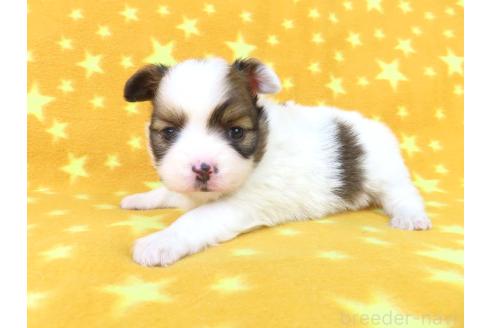 成約済の千葉県のパピヨン-367913の38枚目