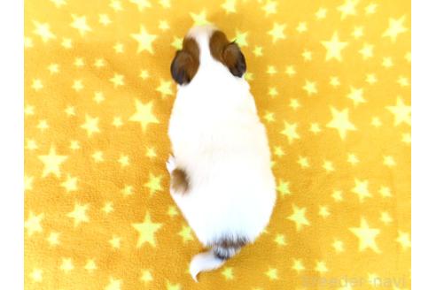 成約済の千葉県のパピヨン-367914の5枚目