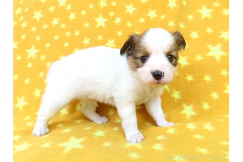 成約済の千葉県のパピヨン-367914の2枚目