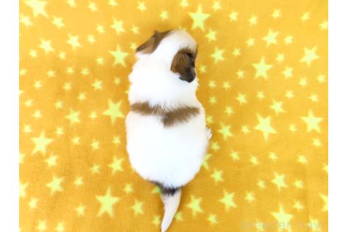 成約済の千葉県のパピヨン-367915の26枚目