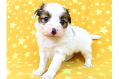 成約済の千葉県のパピヨン-367915の23枚目