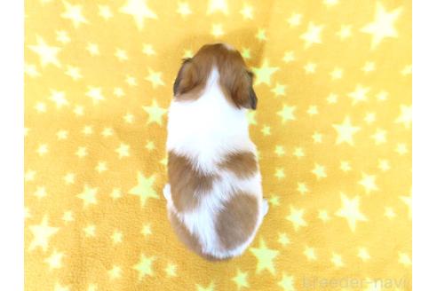 成約済の千葉県のパピヨン-367917の5枚目