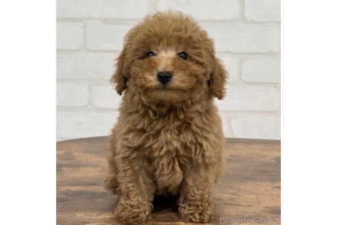 成約済の大阪府のトイプードル-367927の1枚目