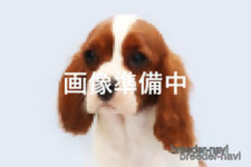 成約済の神奈川県のキャバリアキングチャールズスパニエル-367815の1枚目