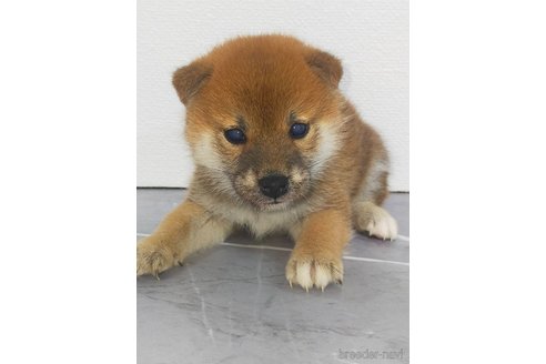 成約済の宮崎県の豆柴-367838の1枚目