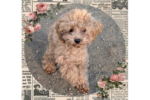 成約済の静岡県のティーカッププードル-367803の3枚目